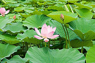 《怪物猎人：荒野》便秘式更新惹众怒 PC版已多半差评